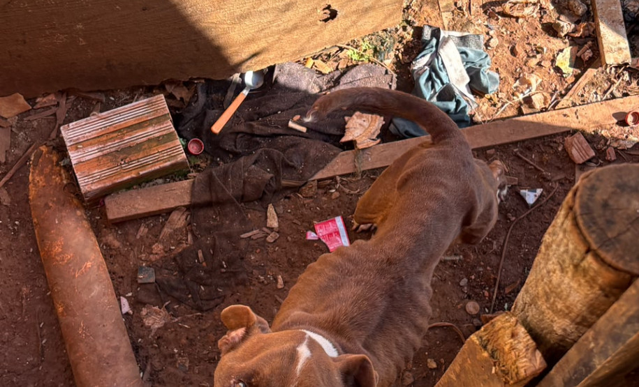 PCPR prende homem por maus-tratos a animal em Tibagi
