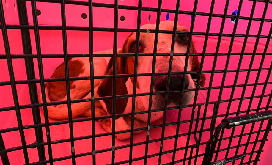 PCPR prende 23 suspeitos por caça de animais silvestres no Paraná, Santa Catarina e Mato Grosso