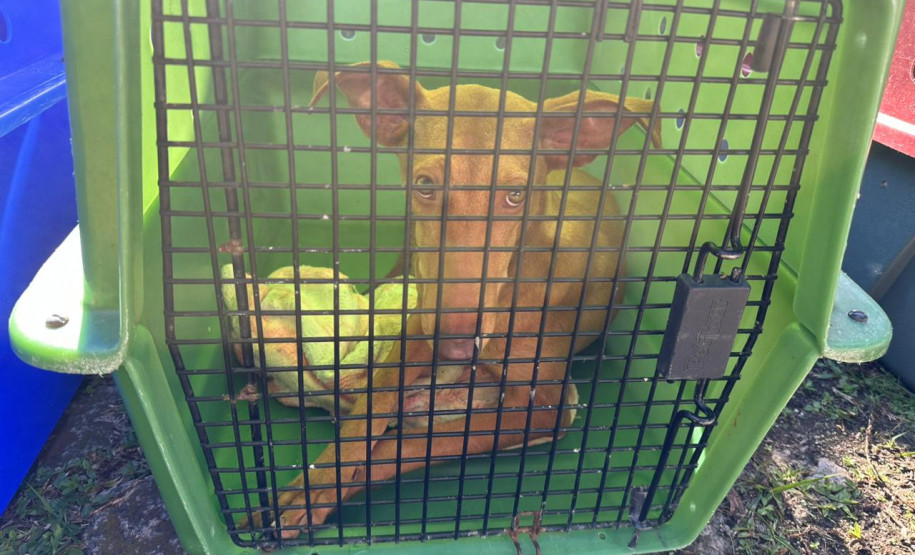 PCPR prende 23 suspeitos por caça de animais silvestres no Paraná, Santa Catarina e Mato Grosso