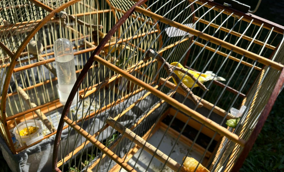 PCPR prende 23 suspeitos por caça de animais silvestres no Paraná, Santa Catarina e Mato Grosso