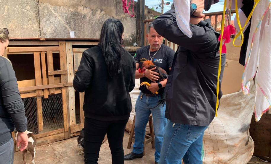 PCPR resgata galo utilizado em rinha em Cornélio Procópio