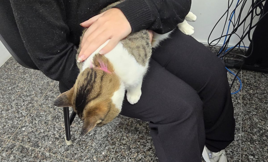 PCPR adota gatos que atuam como apoio emocional em Delegacia da Mulher em Araucária
