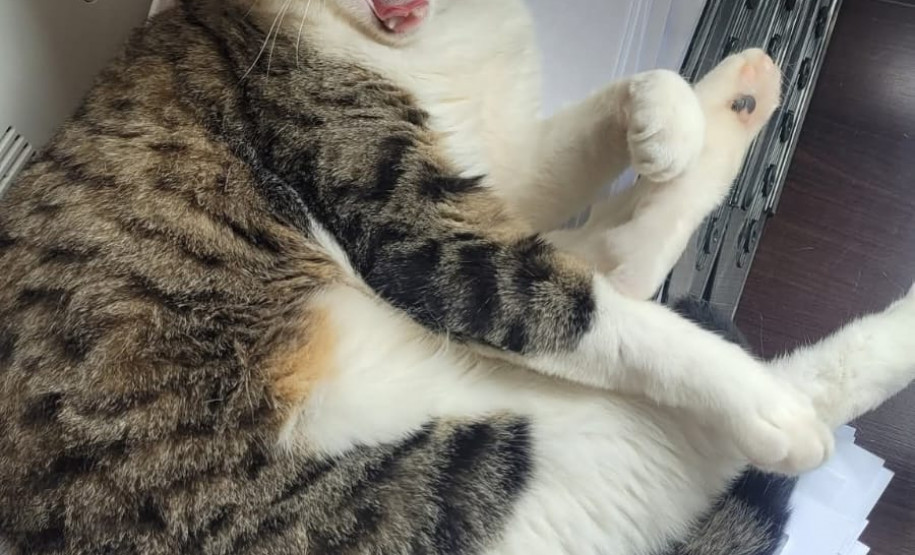 PCPR adota gatos que atuam como apoio emocional em Delegacia da Mulher em Araucária