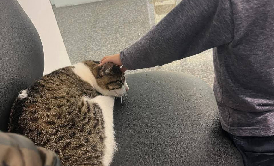 PCPR adota gatos que atuam como apoio emocional em Delegacia da Mulher em Araucária