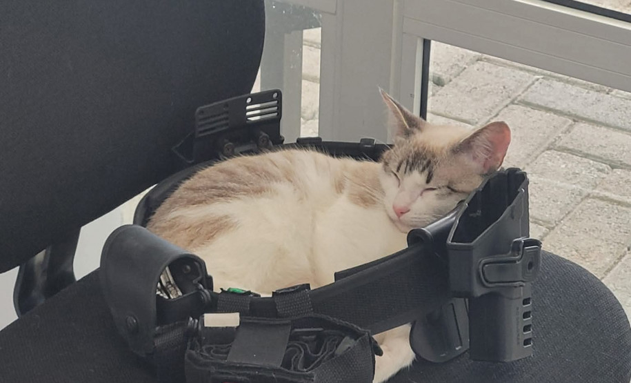 PCPR adota gatos que atuam como apoio emocional em Delegacia da Mulher em Araucária