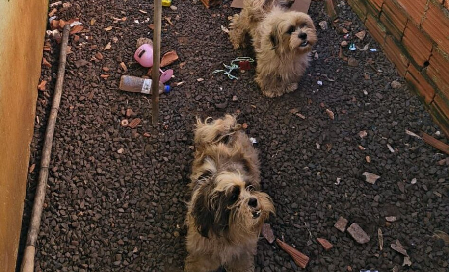 PCPR prende mulher em flagrante por maus-tratos a animais em Barra do Jacaré