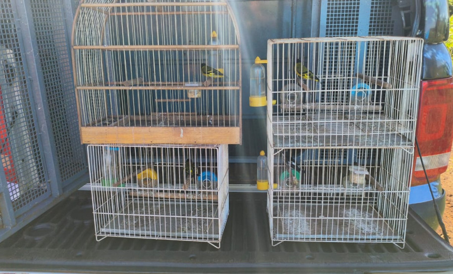 PCPR prende homem e apreende armas e aves silvestres durante ação em Cornélio Procópio