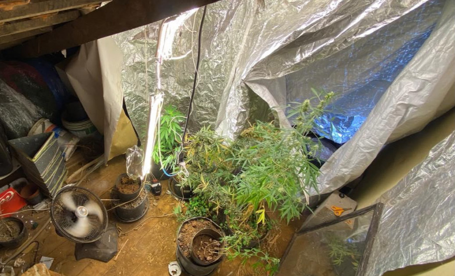 PCPR e PMPR prendem homem e apreendem nove mudas de maconha em Dois Vizinhos