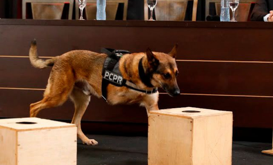 K9 Raio retorna a operações da PCPR após aposentadoria para tratamento contra câncer