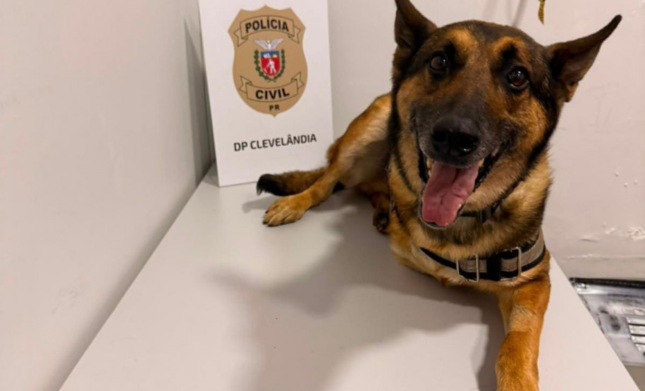 K9 Raio retorna a operações da PCPR após aposentadoria para tratamento contra câncer
