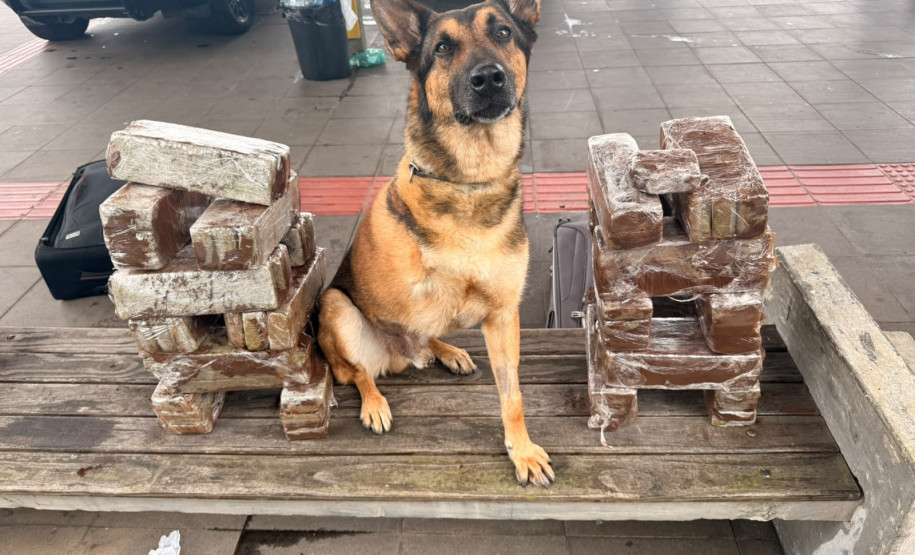 Com atuação de cão de faro, PCPR apreende 41 quilos de maconha na rodoviária de Curitiba