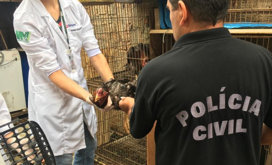 PCPR prende homem por maus-tratos contra aves em Curitiba
