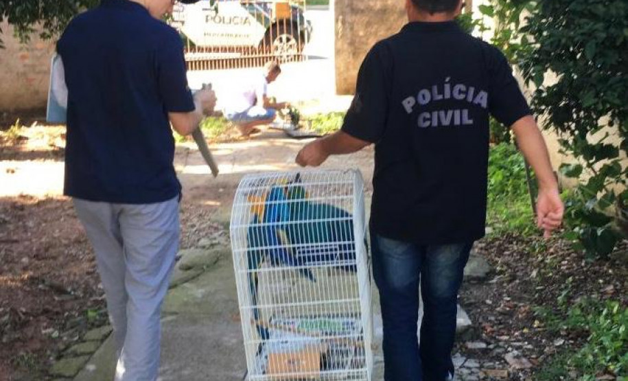 PCPR salva seis aves silvestres mantidas em cativeiros irregulares em Curitiba e Região Metropolitana