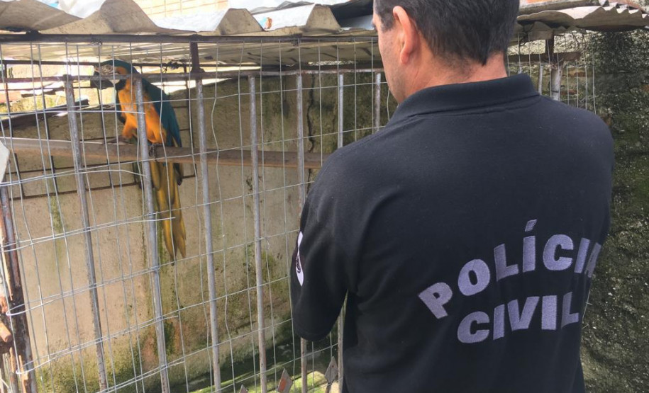 PCPR salva seis aves silvestres mantidas em cativeiros irregulares em Curitiba e Região Metropolitana