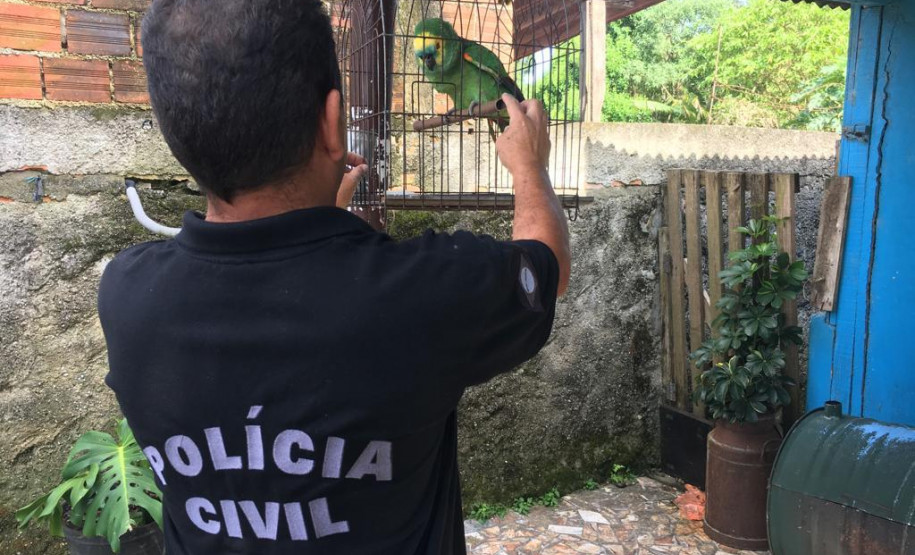 PCPR salva seis aves silvestres mantidas em cativeiros irregulares em Curitiba e Região Metropolitana