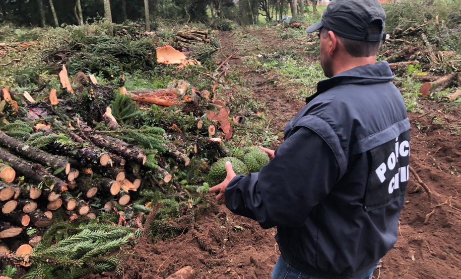 PCPR prende homem por desmatamento criminoso em Fazenda Rio Grande