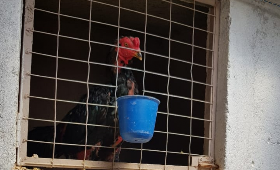 PCPR autua homem suspeito de maus tratos de animais em Curitiba