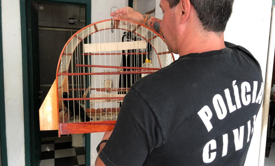 PCPR prende suspeito de manter aves silvestres sem autorização legal