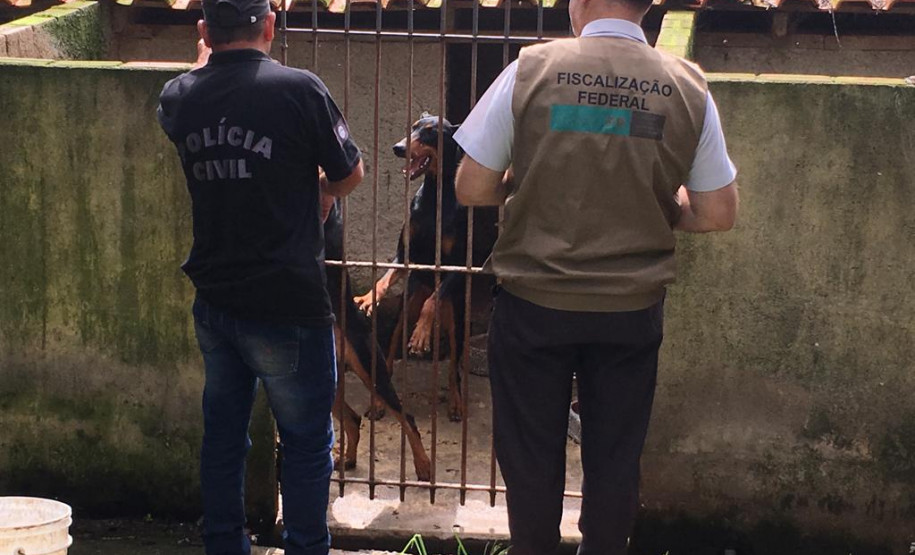 PCPR interdita canil clandestino e prende proprietário por maus-tratos em Curitiba