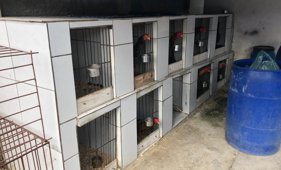 PCPR apreende galos e pássaros silvestres em situação de maus-tratos