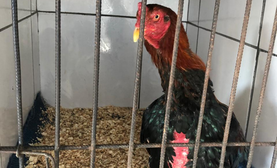 PCPR apreende galos e pássaros silvestres em situação de maus-tratos