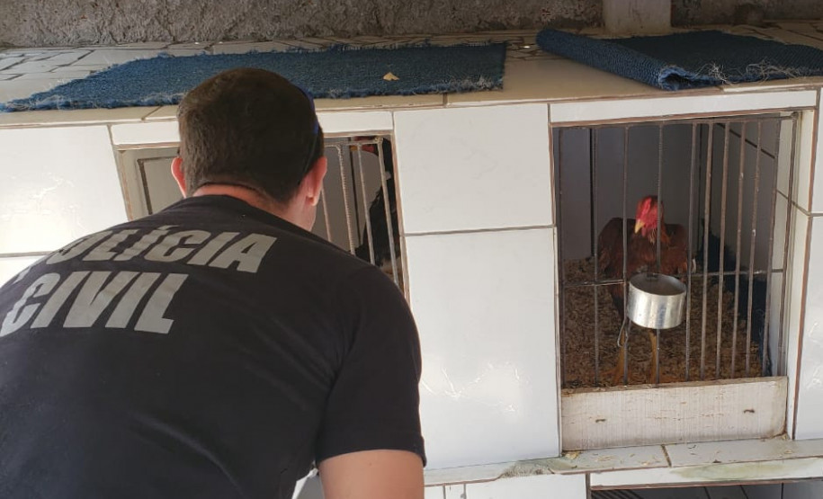PCPR apreende galos e pássaros silvestres em situação de maus-tratos