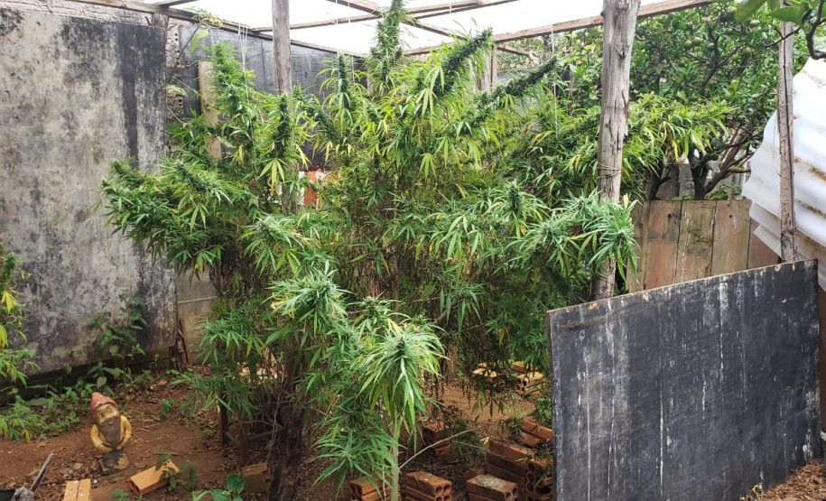 PCPR prende suspeito de tráfico de drogas e apreende pés de maconha e pontos de LSD em Ponta Grossa