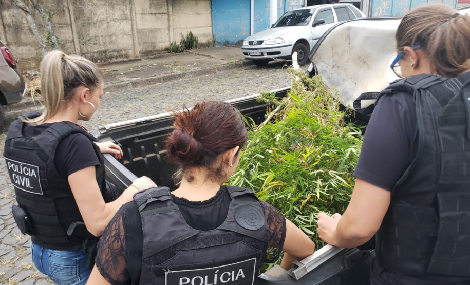 PCPR prende suspeito de tráfico de drogas e apreende pés de maconha e pontos de LSD em Ponta Grossa