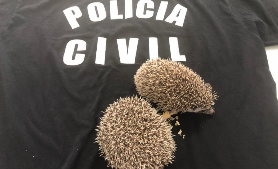 PCPR prende duas pessoas por crime ambiental