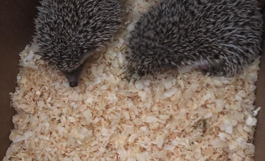 PCPR prende duas pessoas por crime ambiental