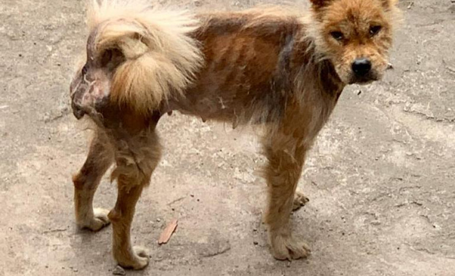 PCPR prende suspeitos de crime ambiental em Curitiba e RMC PCPR prende suspeitos de crime ambiental em Curitiba e RMC