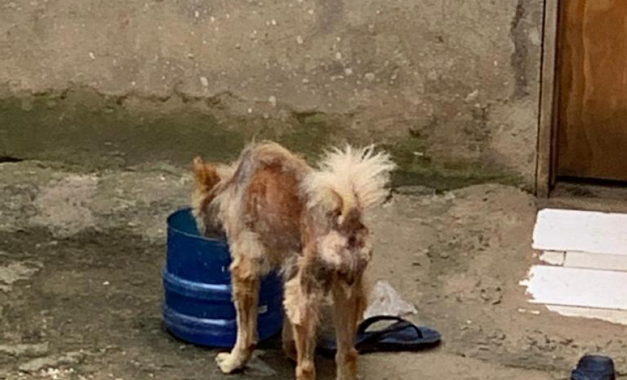 PCPR prende suspeitos de crime ambiental em Curitiba e RMC PCPR prende suspeitos de crime ambiental em Curitiba e RMC