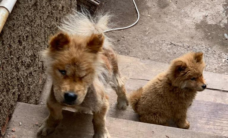 PCPR prende suspeitos de crime ambiental em Curitiba e RMC PCPR prende suspeitos de crime ambiental em Curitiba e RMC