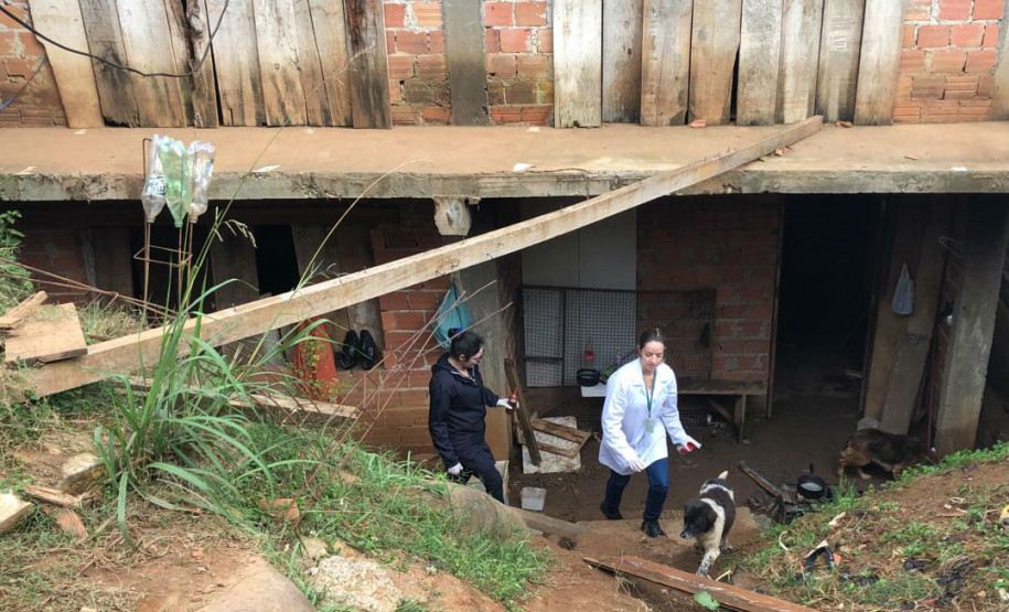 PCPR recupera cão em situação de maus-tratos no Pilarzinho