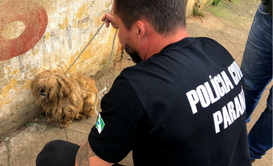 PCPR recupera cão em situação de maus-tratos no Pilarzinho