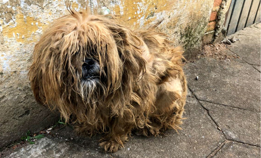 PCPR recupera cão em situação de maus-tratos no Pilarzinho