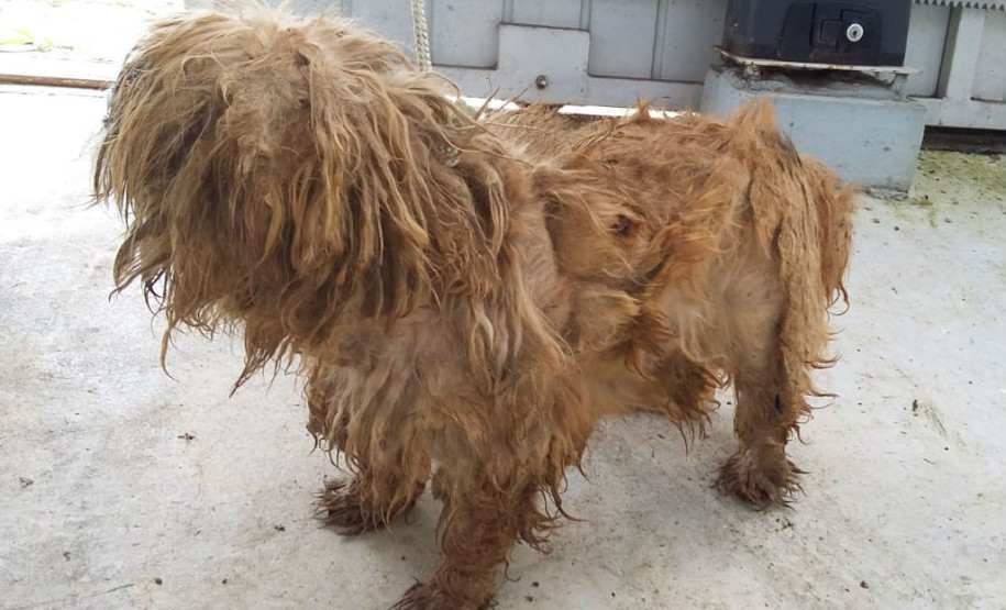 PCPR recupera cão em situação de maus-tratos no Pilarzinho