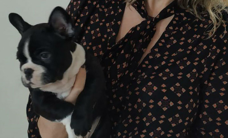 PCPR recupera bulldog francês em Cascavel PCPR recupera bulldog francês em Cascavel