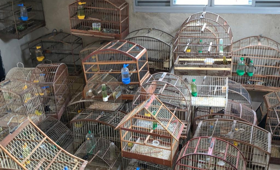 PCPR apreende 84 pássaros silvestres em cativeiro no Oeste do Estado PCPR apreende 84 pássaros silvestres em cativeiro no Oeste do Estado