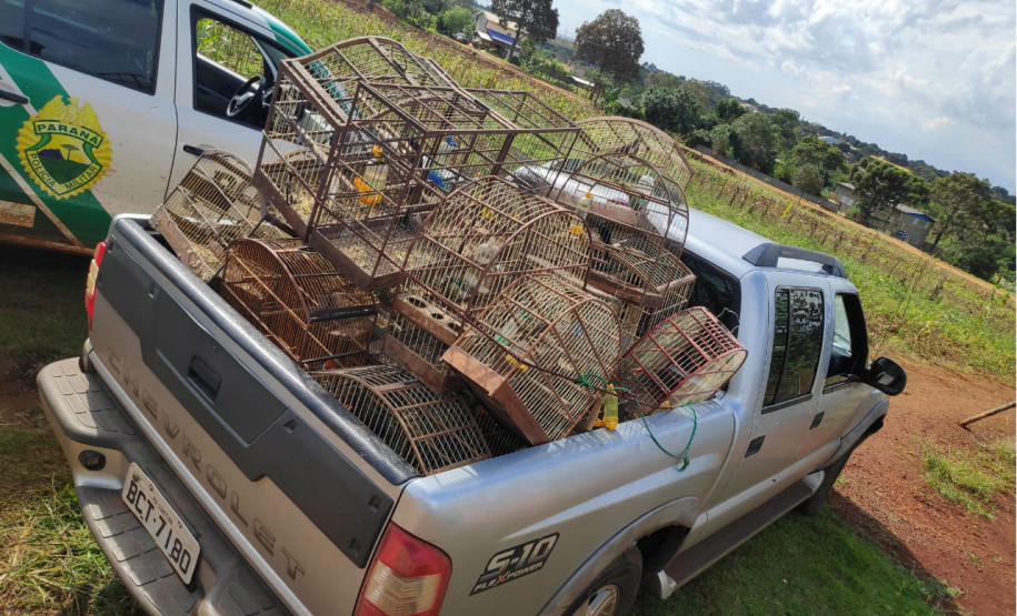 PCPR apreende 84 pássaros silvestres em cativeiro no Oeste do Estado PCPR apreende 84 pássaros silvestres em cativeiro no Oeste do Estado