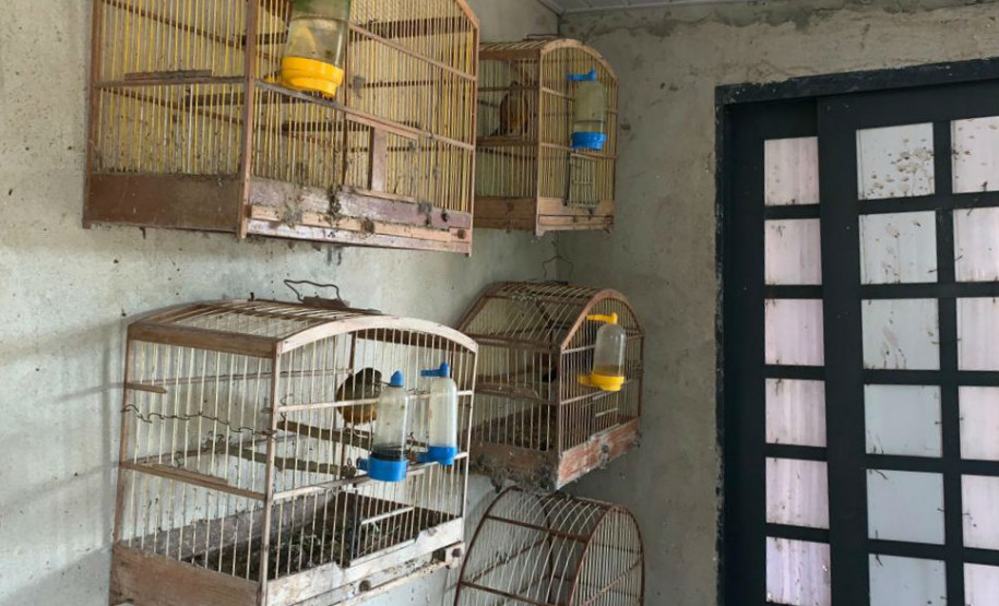 PCPR apreende 84 pássaros silvestres em cativeiro no Oeste do Estado PCPR apreende 84 pássaros silvestres em cativeiro no Oeste do Estado