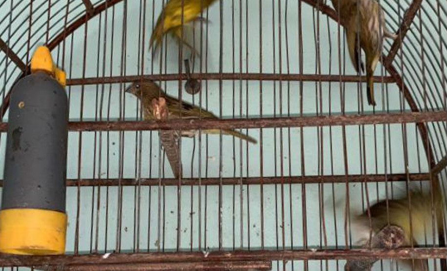 PCPR apreende 84 pássaros silvestres em cativeiro no Oeste do Estado PCPR apreende 84 pássaros silvestres em cativeiro no Oeste do Estado