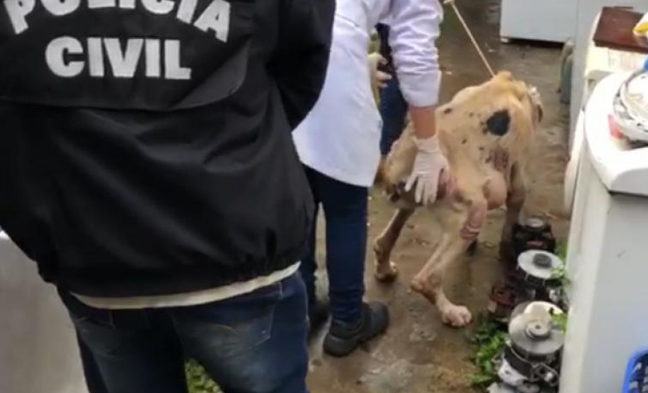 PCPR prende mulher por maus a cachorro no bairro Fazendinha