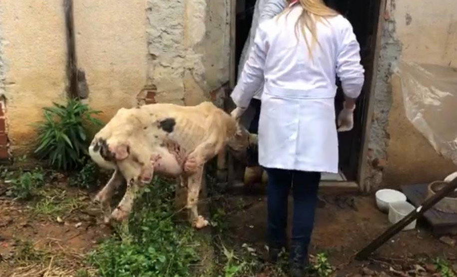 PCPR prende mulher por maus a cachorro no bairro Fazendinha