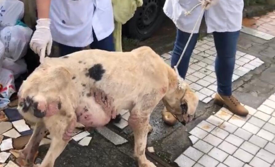 PCPR prende mulher por maus a cachorro no bairro Fazendinha