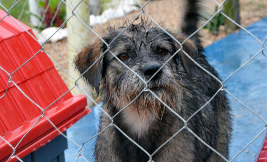 PCPR prende suspeitos de manter um canil clandestino em Fazenda Rio Grande PCPR prende suspeitos de manter um canil clandestino em Fazenda Rio Grande