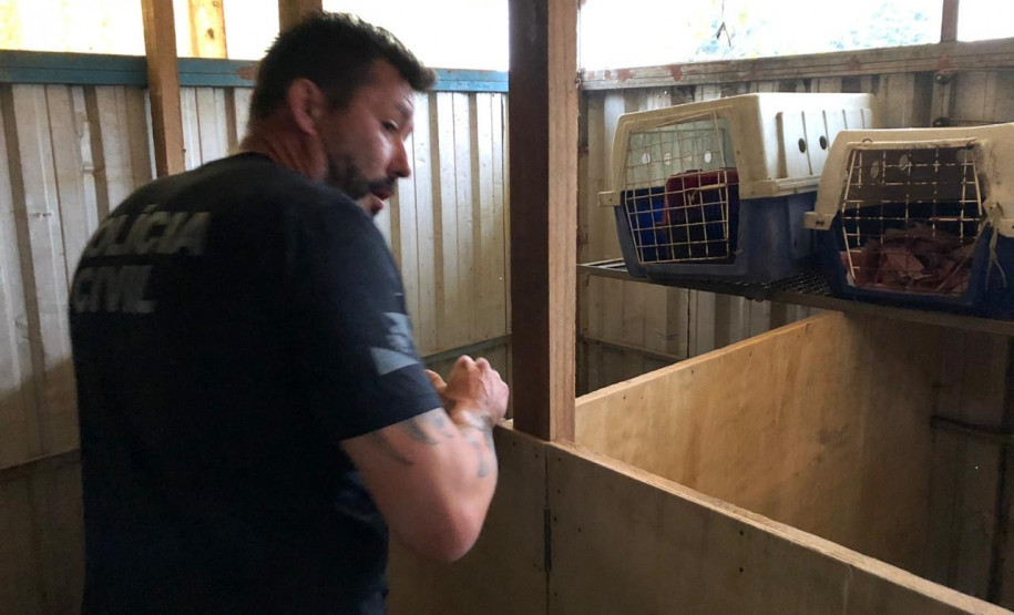 PCPR prende suspeita de manter canil clandestino no bairro Xaxim PCPR prende suspeita de manter canil clandestino no bairro Xaxim