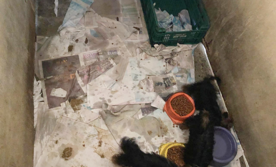 PCPR prende suspeita de manter canil clandestino no bairro Xaxim PCPR prende suspeita de manter canil clandestino no bairro Xaxim