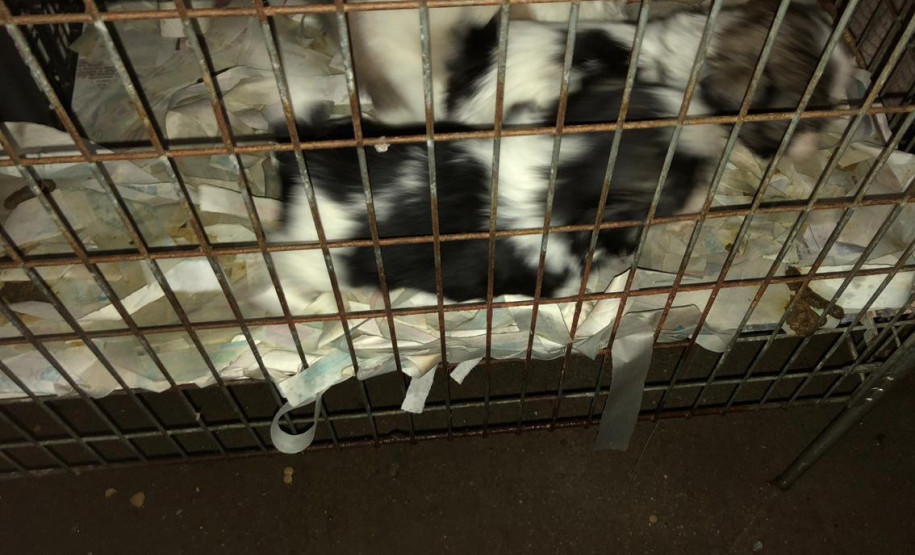 PCPR prende suspeita de manter canil clandestino no bairro Xaxim PCPR prende suspeita de manter canil clandestino no bairro Xaxim