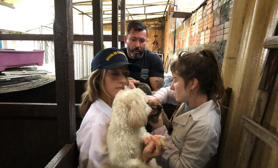 PCPR prende suspeita de manter canil clandestino no bairro Xaxim PCPR prende suspeita de manter canil clandestino no bairro Xaxim